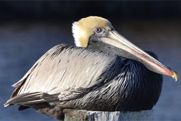 creation across the curriculum